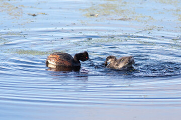 The Black-necked grebe feeding chick on the water