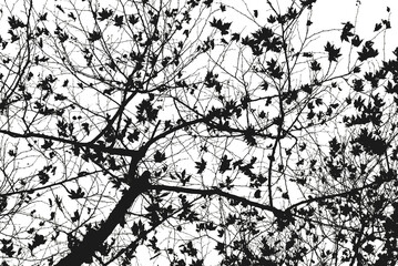 Leafless tree blanches in black and white. Dramatic forest background.