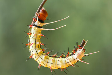 Rambutans Caterpillar on Branch