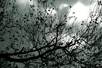 Leafless tree branches in black and white. Dramatic forest background.