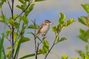 The adult Sedge warbler are feeding chicks in the morning