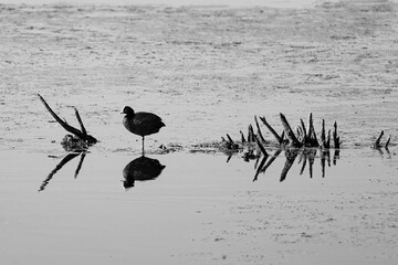 The Eurasian coot on the water at summer