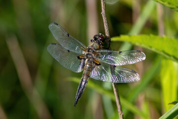 The dragonfly near the water at summer morning light