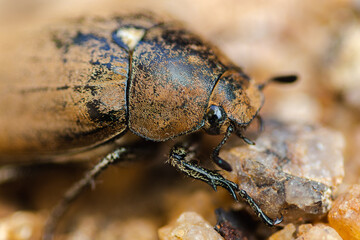 Old European chafer beetle on the sand macro photo, hairy beetle eye closep,