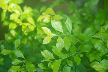 若葉、グリーンイメージ