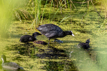 The Eurasian coot with chick on the water