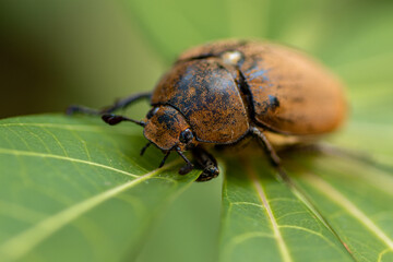 European chafer beetle on a green leaf closeup front body parts macro photo, old hairy beetle looking for food.