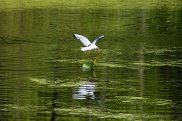 Black headed gull is flying in sky above water