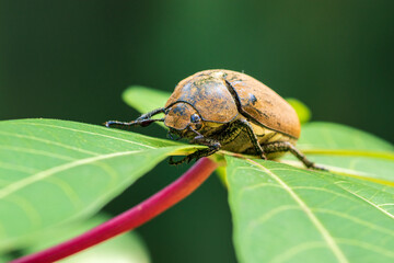 Beautiful European chafer beetle on a green leaf closeup front face macro photo, old hairy beetle looking for food, soft bokeh background.