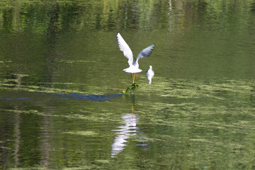 Black headed gull is flying in sky above water