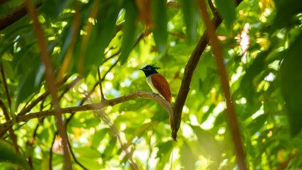 Male Indian Paradise Flycatcher spotted in the shade of the trees, very shy bird with long tails,