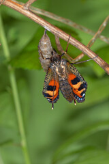 Obraz premium Kleiner Fuchs, Aglais urticae, Schlupf aus Puppe, DE, NRW, Schwelm 2020/07/25 05:52:40