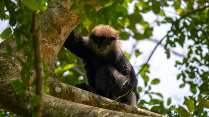 Purple Faced Langur monkey looking directly at the camera under the shade,