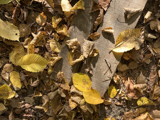 Forest in autumn