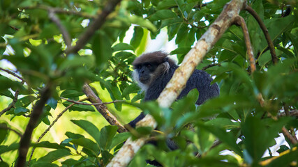 Purple Faced Langur monkey on a tree