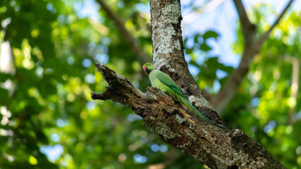 Red ringed green parrot in an old dead tree branch, photograph from under the tree.