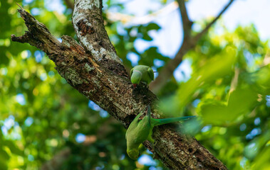 Red ringed parrot pair in an old dead tree branch, searching for a suitable place to create a hole for the nest.