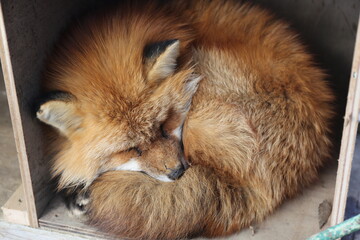 Sleep fox in box