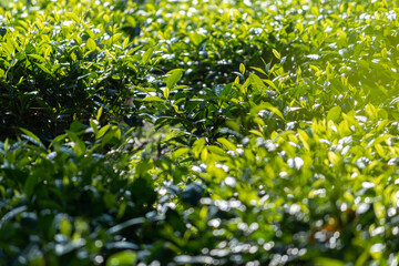 Tea leaves shine in the morning, sunlight bounce of the leaves,