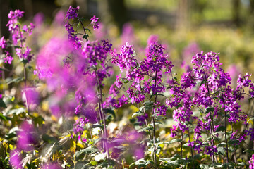 Obraz premium Schöne lila pinke Blumen blühen im Wald und Garten