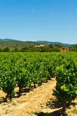 Fototapeta na wymiar Vineyard near Minervre, Herault, [Languedoc Roussillon], France