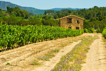 Fototapeta na wymiar Vineyard near Minervre, Herault, [Languedoc Roussillon], France