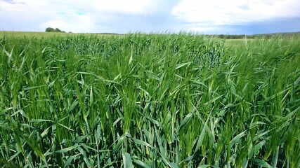 green field and sky