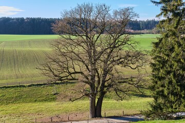 Fototapeta na wymiar A big tree without leaves on the background of a green field