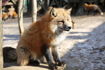 ぼーとする狐
