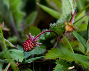 wild strawberry plant