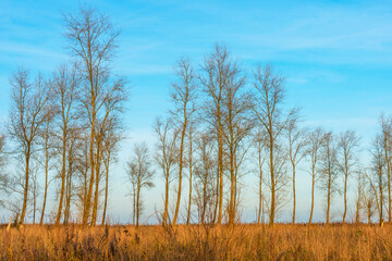 Trees in a wetland forest under a blue cloudy sky in sunlight at fall, Almere, Flevoland, The Netherlands, December 16, 2020