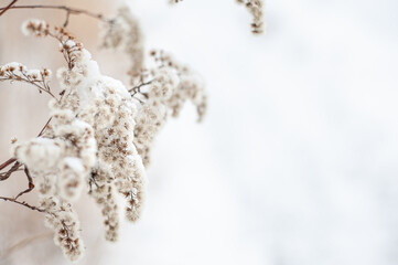 Part of a dry plant in the snow against the background of a white snow-covered field. Winter snowy landscape. A place for text. Selective focus.