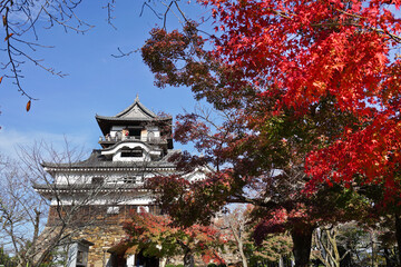 Inuyama Castle and Red maple leaf in the Autumn Season in Inuyama City of Aichi Prefecture, Japan