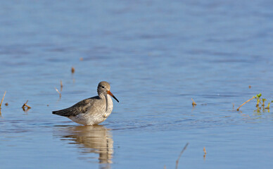 Tringa totanus (Common Redshank), Crete