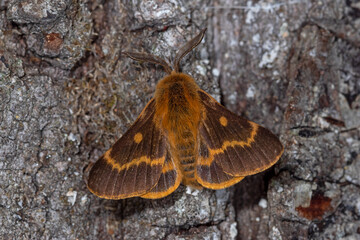 Lemonia dumi, Habichtskraut-Wiesenspinner, DE, HE, Tringenstein 2020/10/21 17:47:37