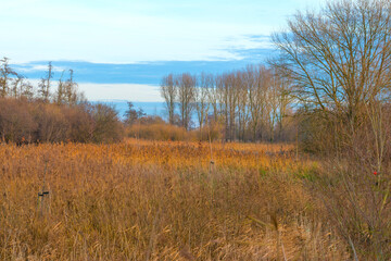 Fototapeta premium Reed along the edge of a lake in wetland under a blue cloudy sky in sunlight in autumn, Almere, Flevoland, The Netherlands, December 16, 2020