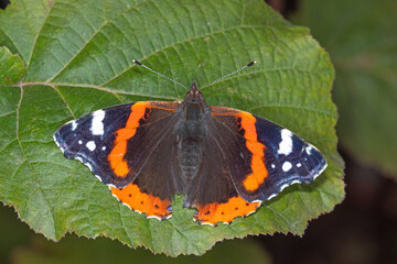 Vanessa atalanta, Admiral, DE, NRW, Leverkusen, Opladen 2020/11/08 13:42:06