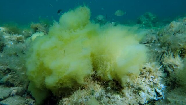Close-up of Seabed covered with Filamentous algae (Acinetospora crinita). Natural background Green alga. Adriatic Sea, Montenegro, Europe 