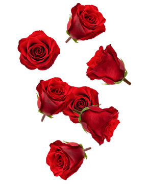 Falling red rose isolated on white background, clipping path, full depth of field