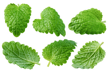 Melissa leaf, lemon balm isolated on white background, clipping path, full depth of field