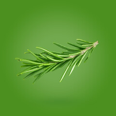 rosemary on green color background, Minimal creative food concept