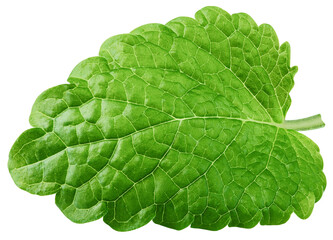 Melissa leaf, lemon balm isolated on white background, clipping path, full depth of field