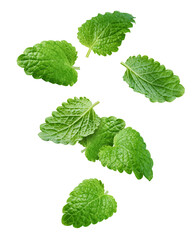 Falling Melissa leaf, lemon balm isolated on white background, clipping path, full depth of field