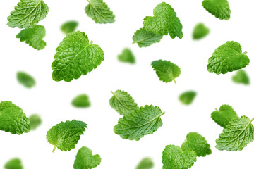 Falling Melissa leaf, lemon balm isolated on white background, selective focus - obrazy, fototapety, plakaty