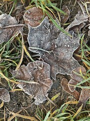 butterfly on the ground