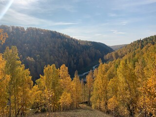 Naklejka premium Forest in autumn