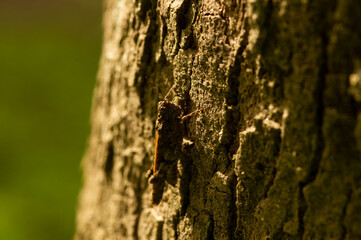 A dark gray grasshopper camouflages the tree bark, in shallow focus.