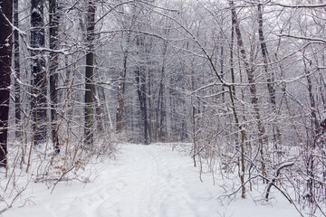 forest in a winter