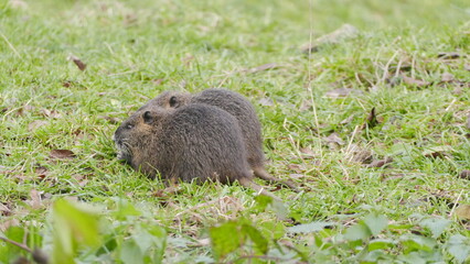 Nutria