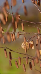 birch seeds